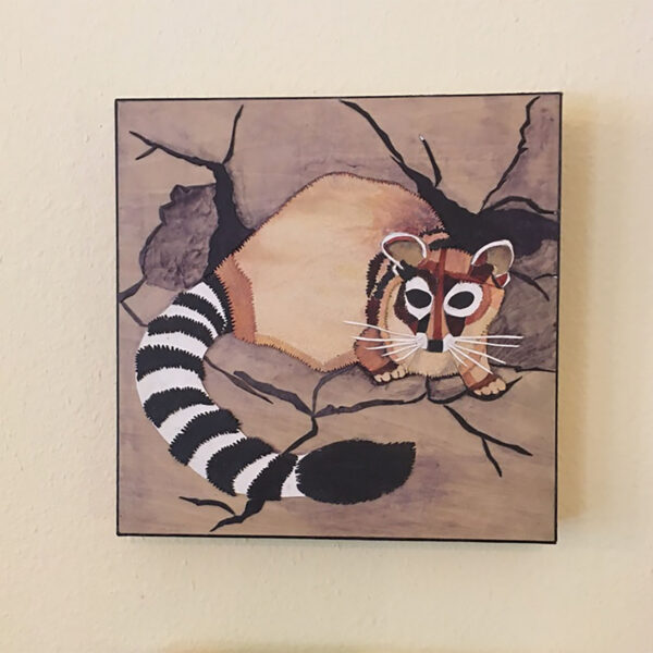 Ringtail on the Rocks